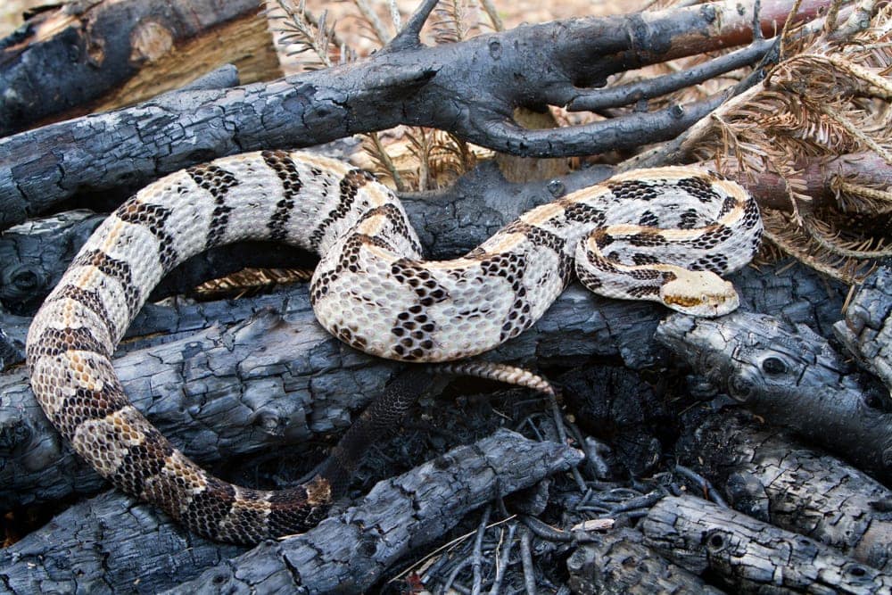 Timber rattlesnake