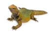Uromastyx Lizard Care Guide - Diet, Lifespan & More