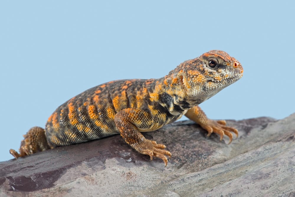 Uromastyx Lizard Care Guide - Diet, Lifespan & More » Petsoid