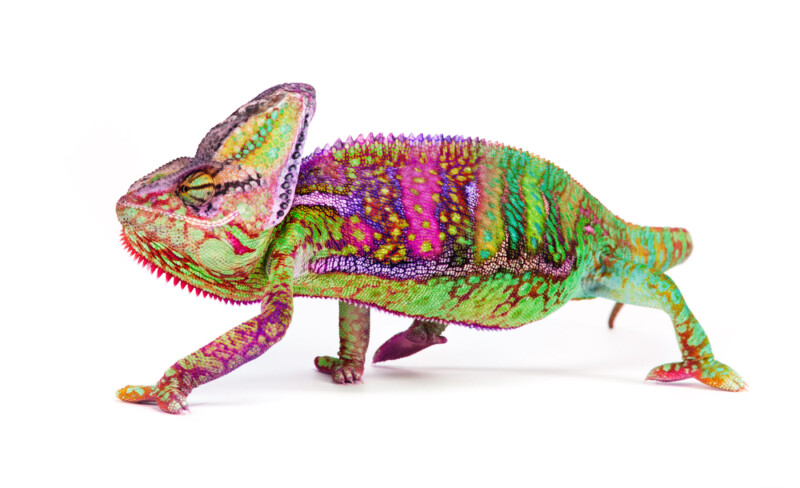 Veiled Chameleon Care Guide - Diet, Lifespan & More » Petsoid