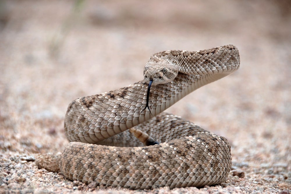 Western Diamondback Rattlesnake