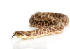 Western Hognose Snake Care Guide & Prices