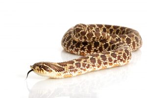 Western Hognose Snake Care Guide & Prices » Petsoid