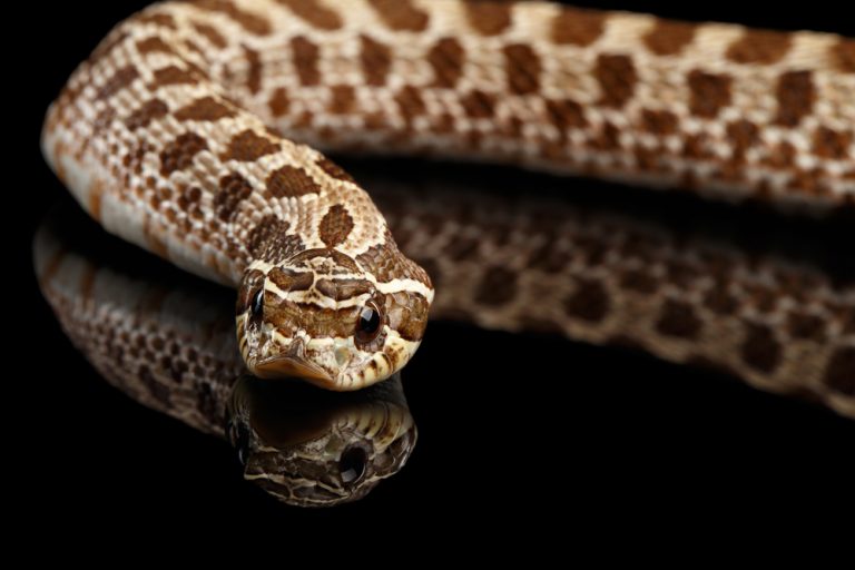 Western Hognose Snake Care Guide & Prices » Petsoid