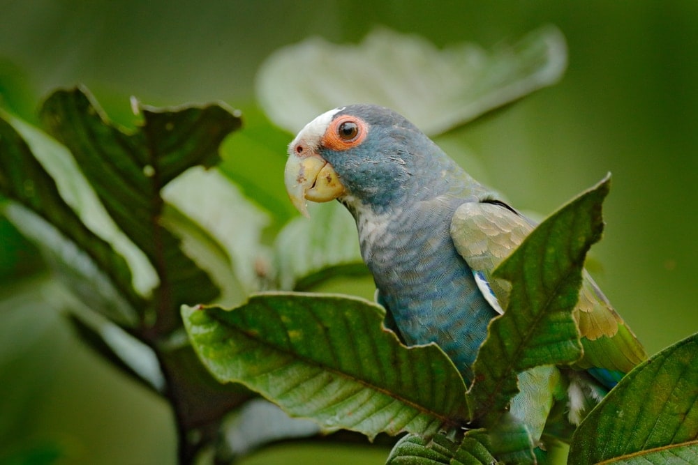 White Capped Pionus in a tree