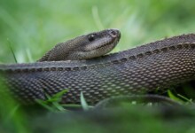 Dragon Snake Care guide - Diet, Lifespan & More