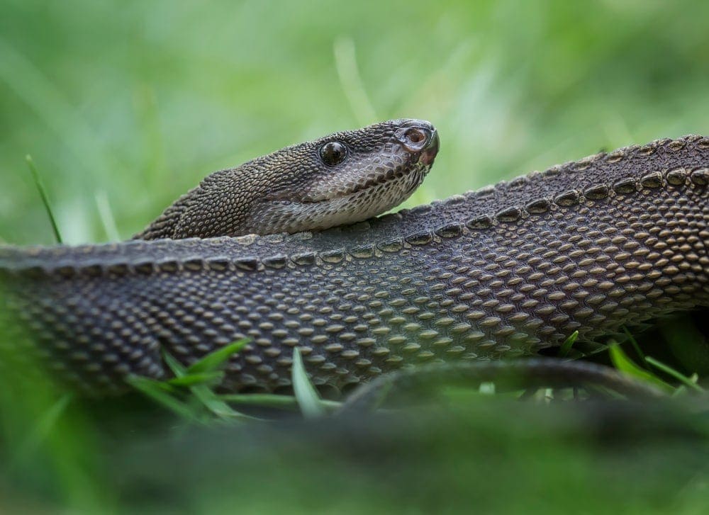 Dragon Snake Care guide - Diet, Lifespan & More » Petsoid
