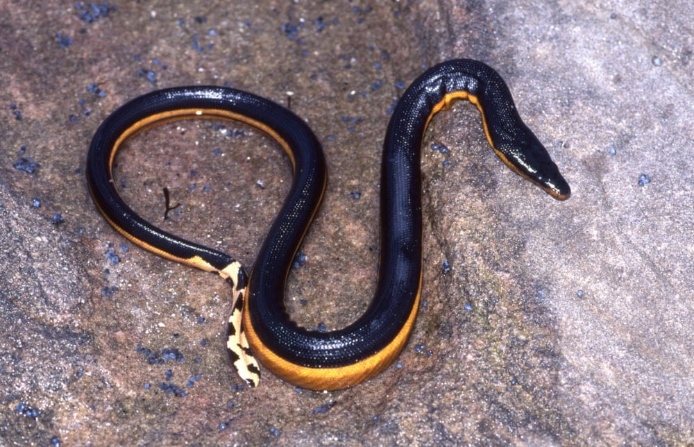 Yellow bellied sea snake