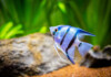 Different Types Freshwater Angelfish