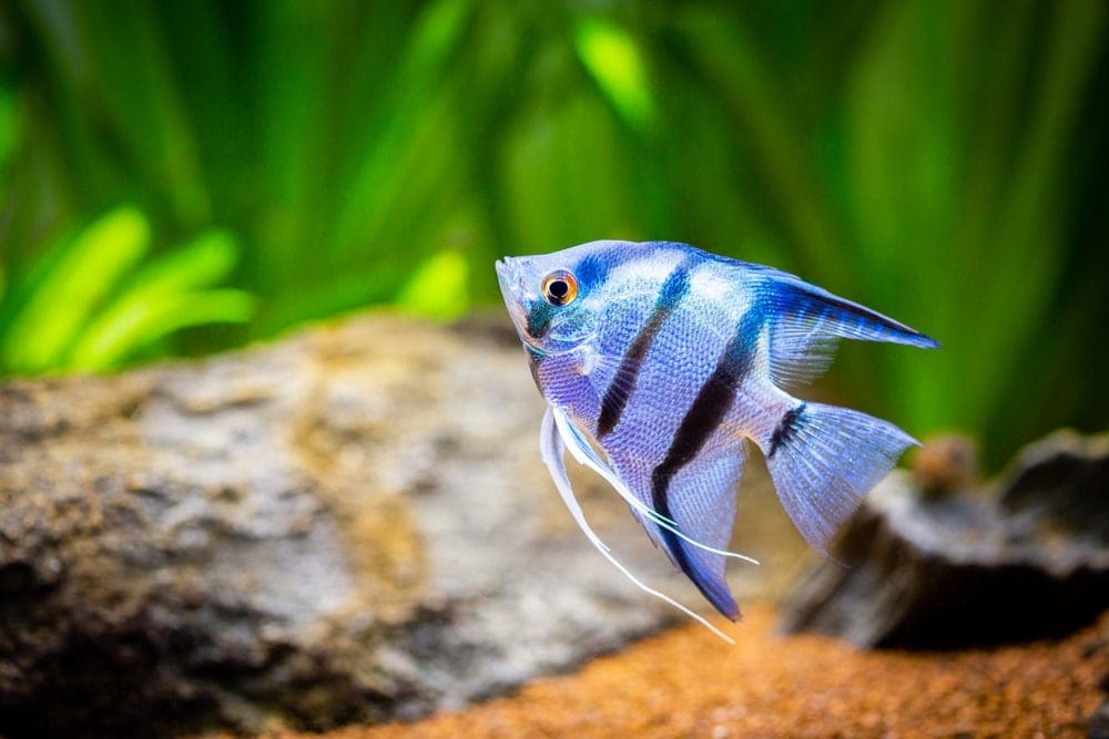 dwarf freshwater angelfish