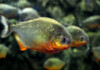 10 Most Aggressive Freshwater Fish