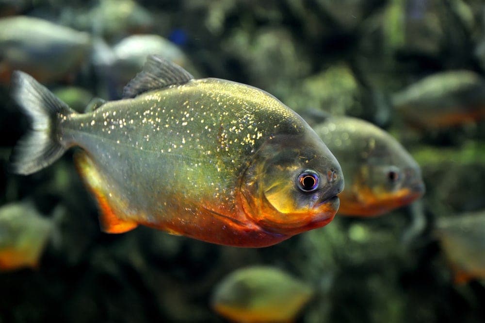 aggressive aquarium fish