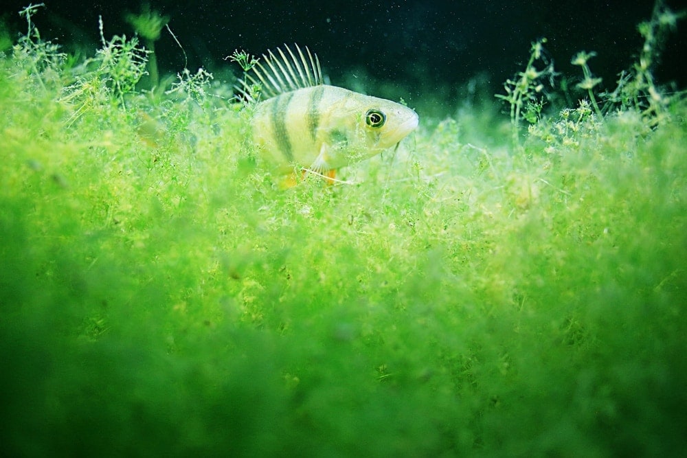 algae perch aquarium