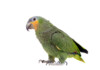 Orange Winged Amazon Parrot Care Guide & Info