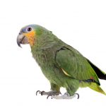 amazon parrot cute 1