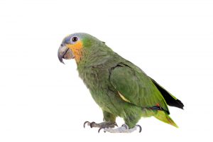 amazon parrot cute 1