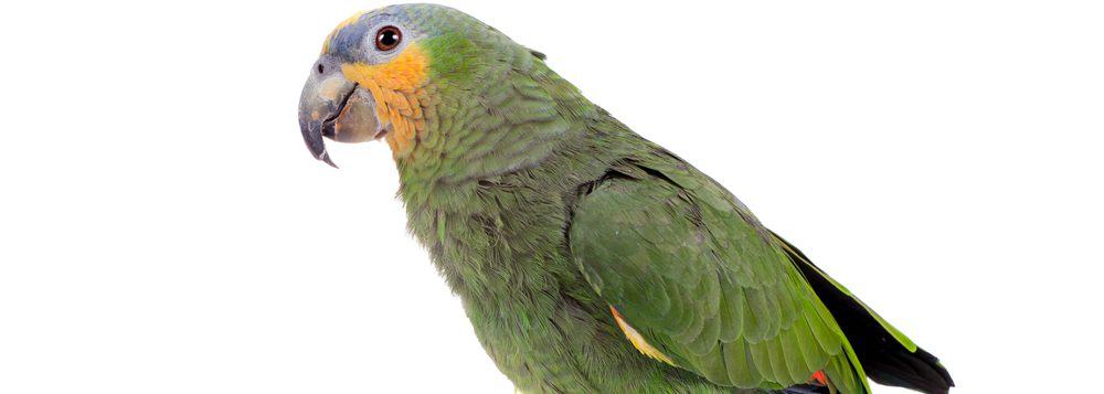 do orange winged amazon parrot talk