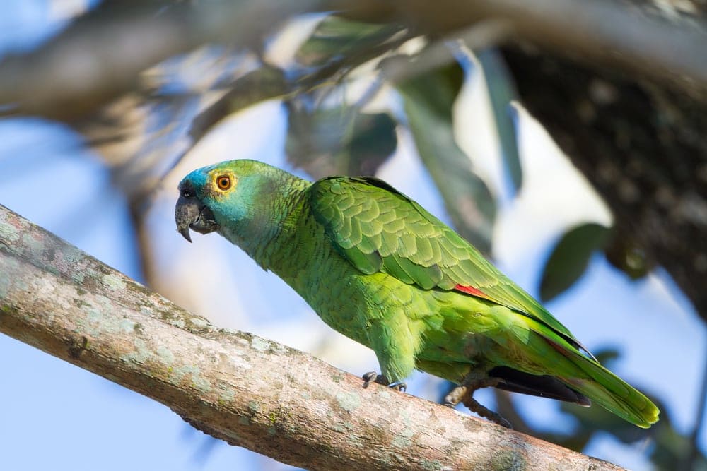 amazon parrot in wild