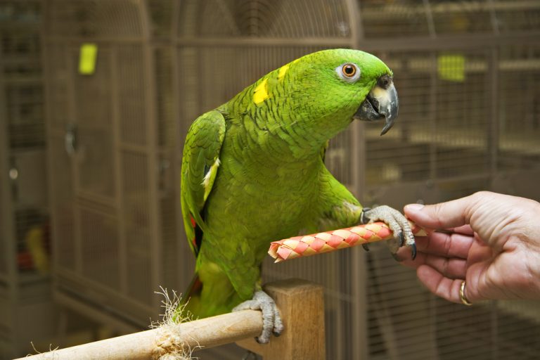 How Long Do Pet Birds Live? » Petsoid
