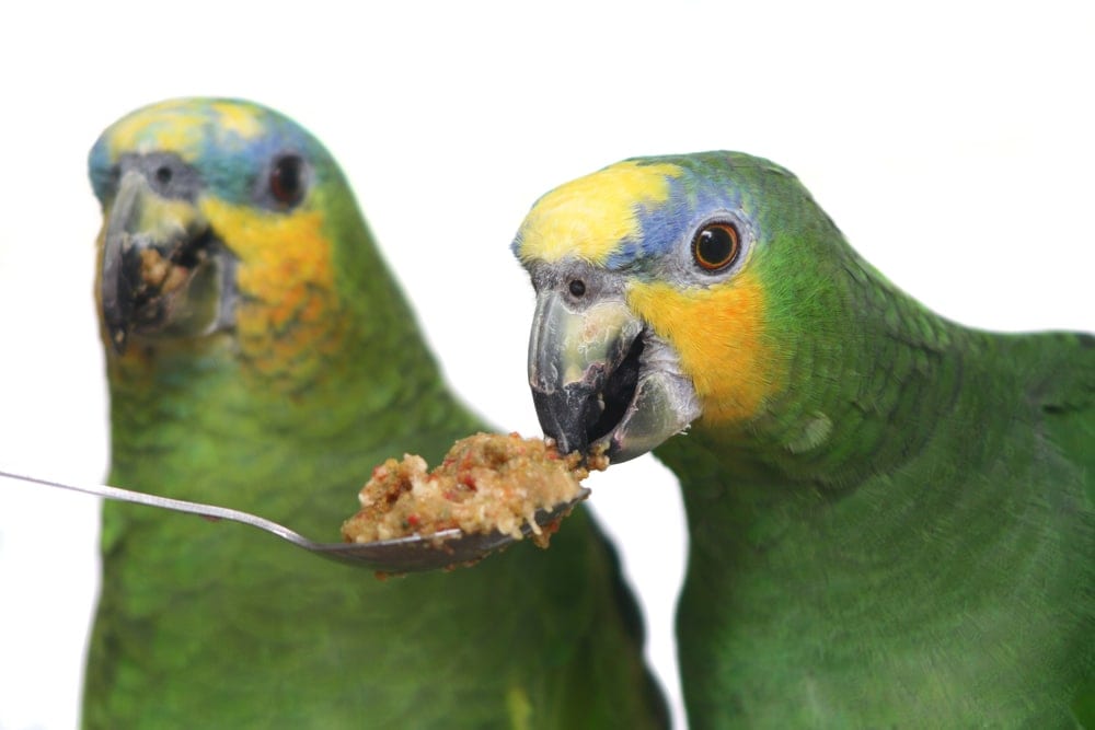 amazon parrot