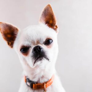 Why Do Chihuahuas Shake So Much? - Petsoid