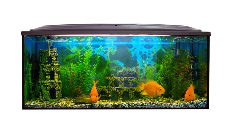 10 Low Maintenance Fish for Beginners » Petsoid - Aquarium 2 768x454