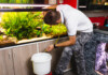 How to Clean Your Fish Tank