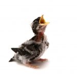 baby bird