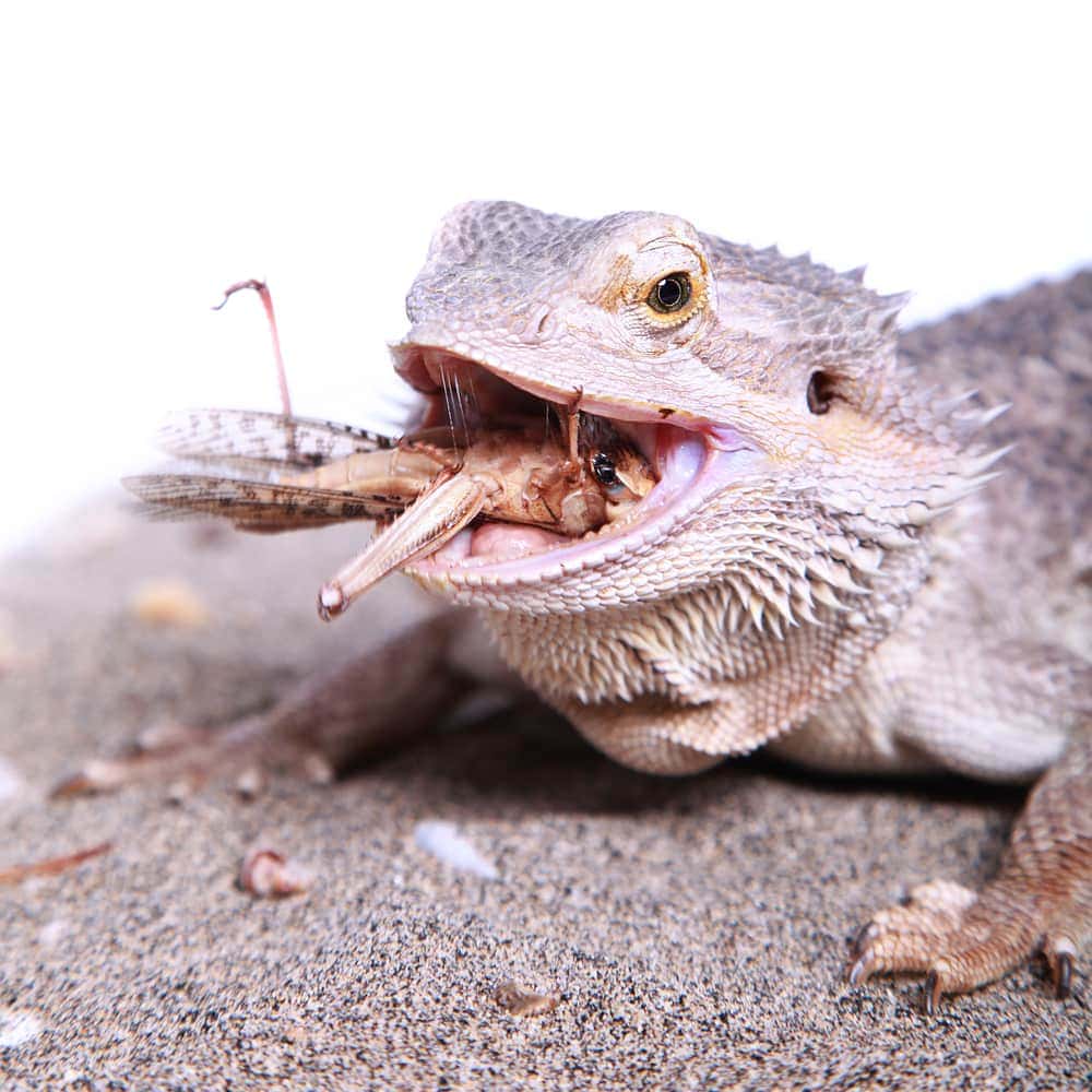 Bearded Dragon Nutrition Food Guide Petsoid