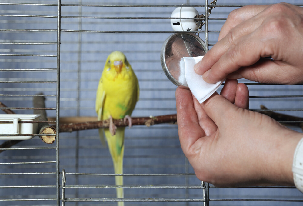 Tips Before Adopting A Pet Bird » Petsoid