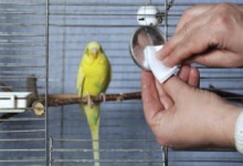 Cleaning your Birds Cage - Tips