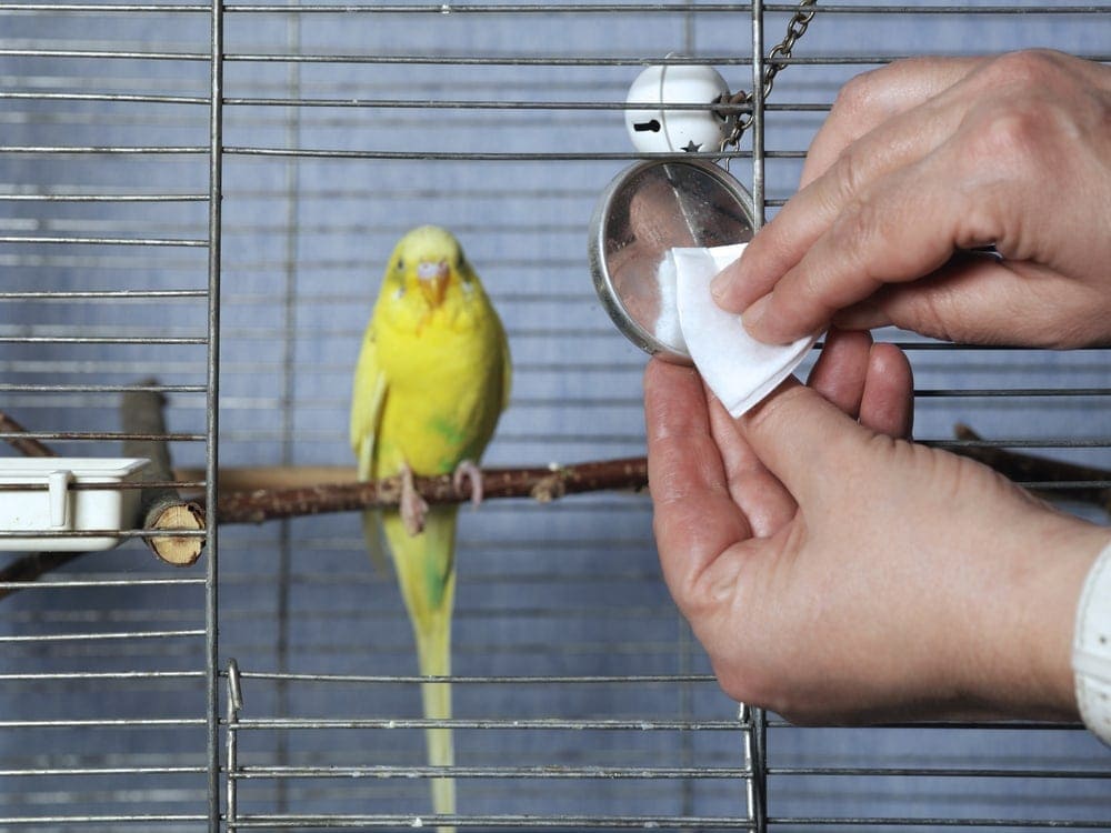 bird cage cleaning