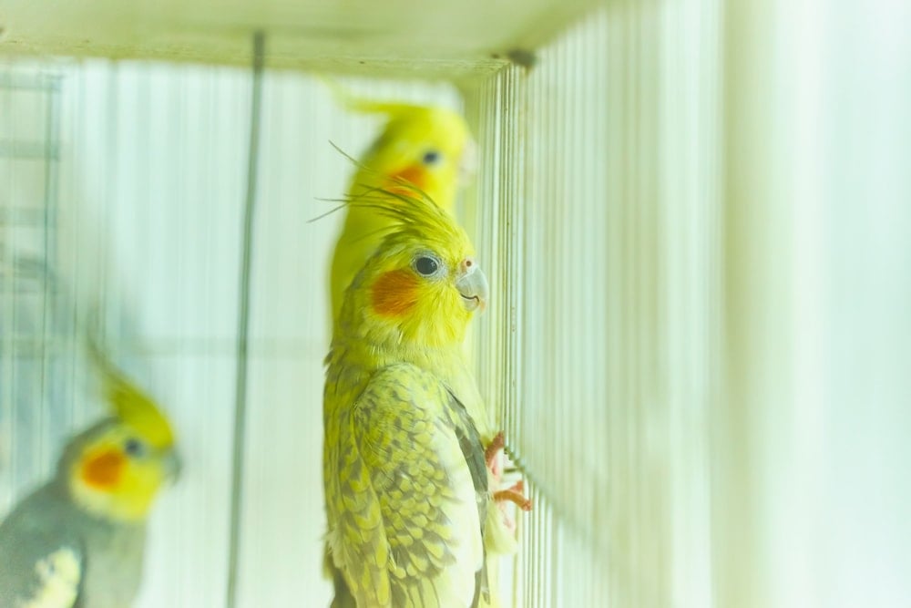 birds in cage