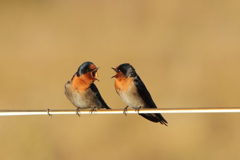 how-to-teach-your-pet-bird-to-talk-petsoid