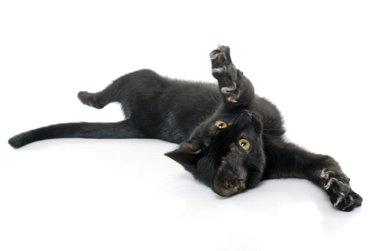 Why Does My Cat Roll Around On Her Back at Thomas Wortman blog