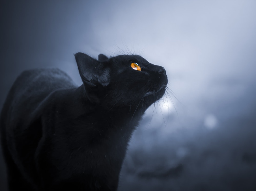 black cat night