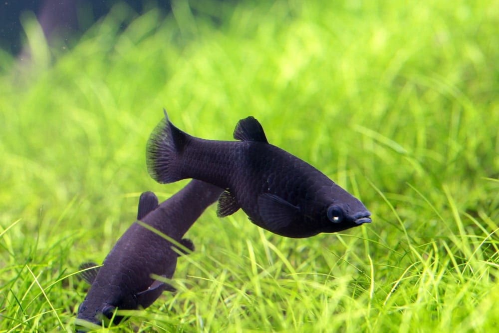 Molly Fish Care Guide - Types, Breeding & More » Petsoid