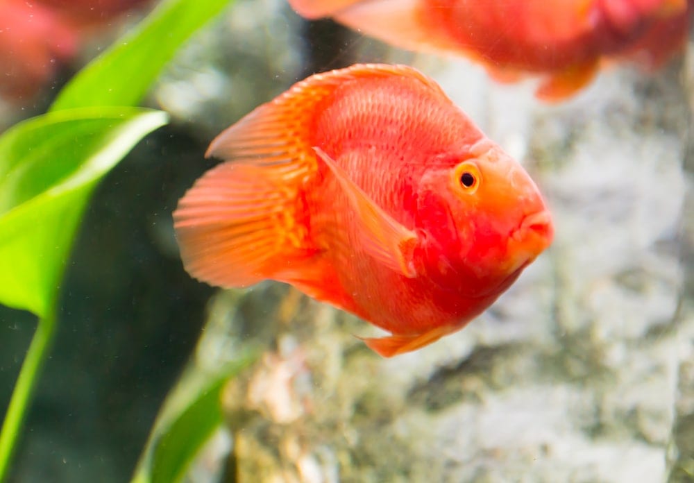 Blood Red Parrot Cichlid Care Guide - Information » Petsoid