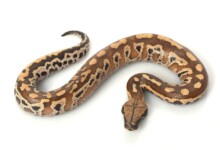 Blood & Short Tailed Python Care Guide