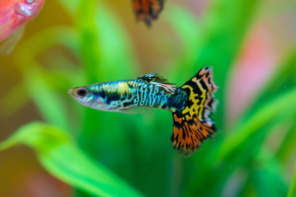 Blue Hair Bubble Guppy Care Tips - wide 7