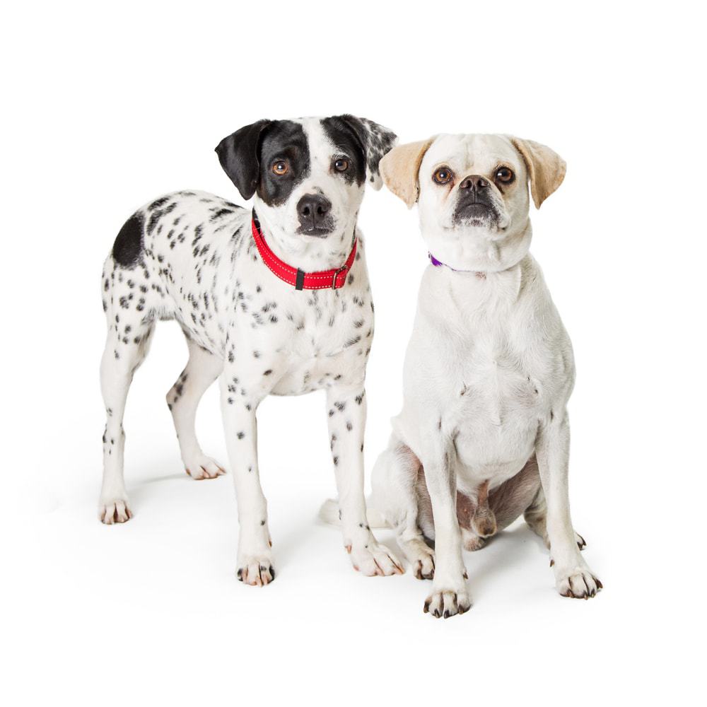 what does bonded pair mean for dogs