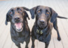 What are Bonded Pair Dogs?