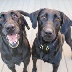 bonded retrievers 1