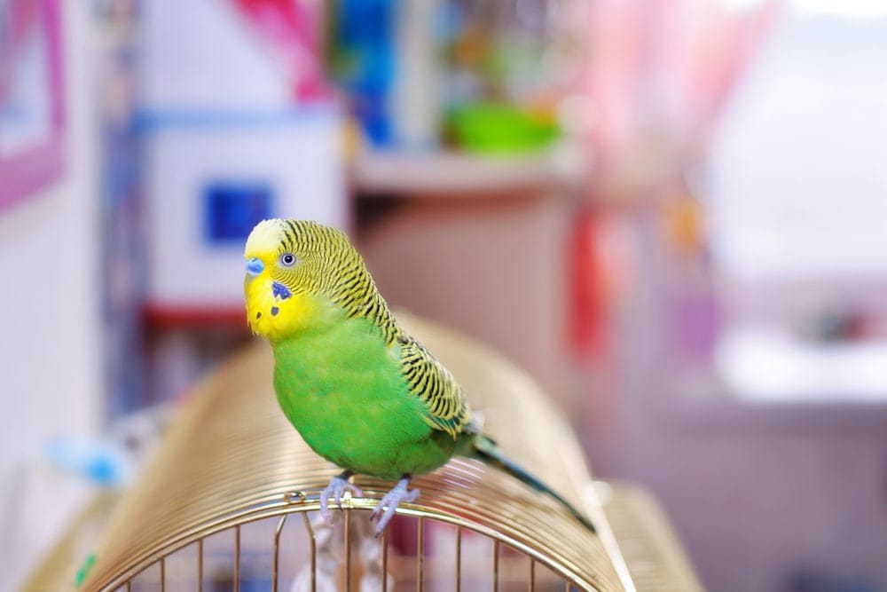 budgie at cage