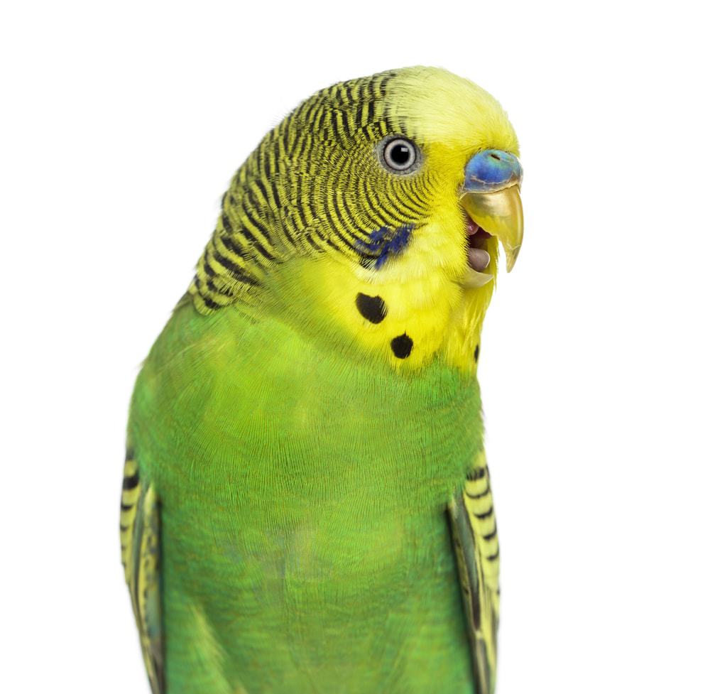 budgie scream