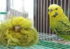 Feather Duster Budgerigar Information