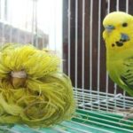 budgie vs feather duster budgie e1580061504121
