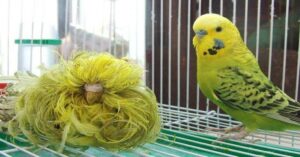 budgie vs feather duster budgie e1580061504121