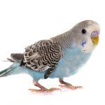 budgie white bg