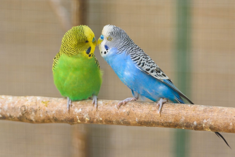 budgies talk on branch